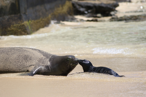 A monk seal on Waikiki Beach, Hawaii.